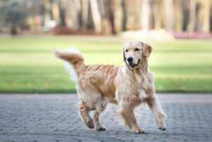 Golden retriever typ amerykański suka hodowlana fotografia psów dla hodowców Śląsk